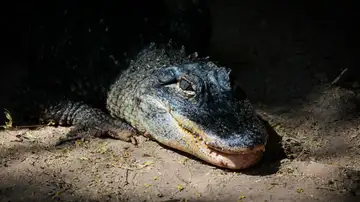 Imagen de un cocodrilo