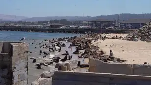 leones marinos playa california 