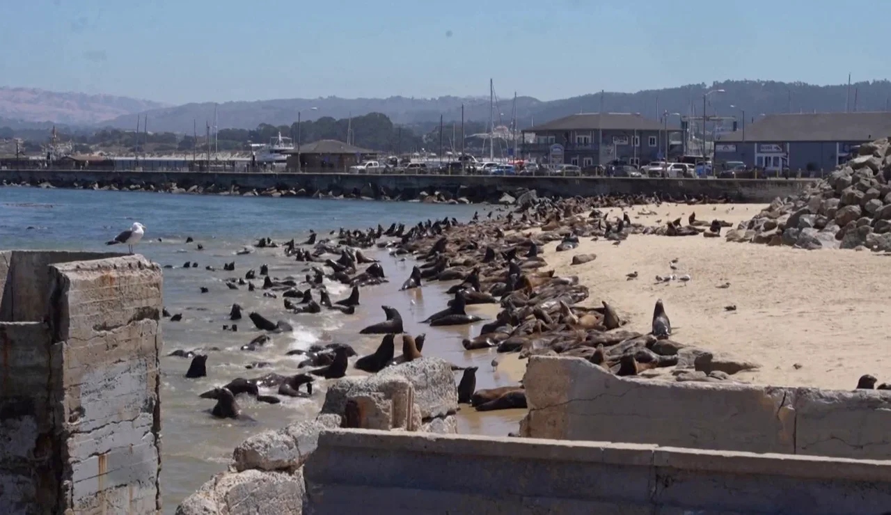 leones marinos playa california 