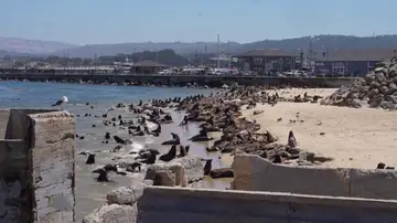 leones marinos playa california 