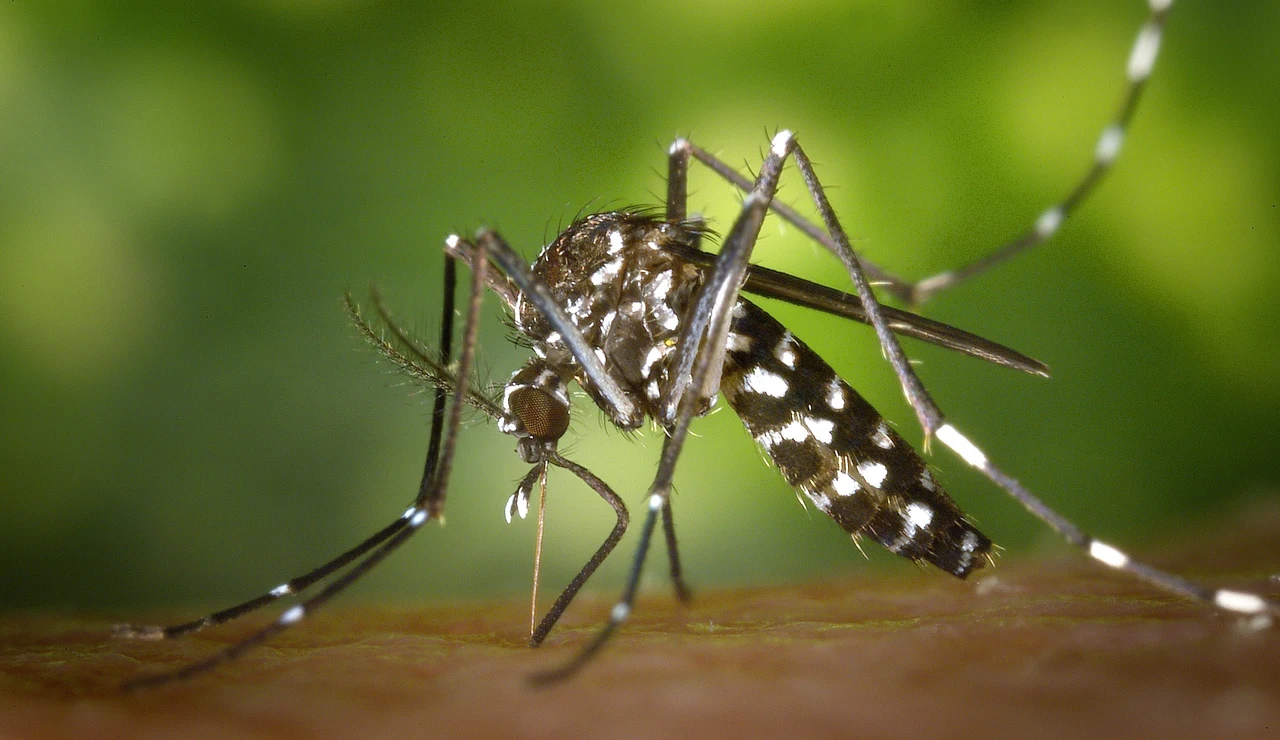 Mosquito tigre