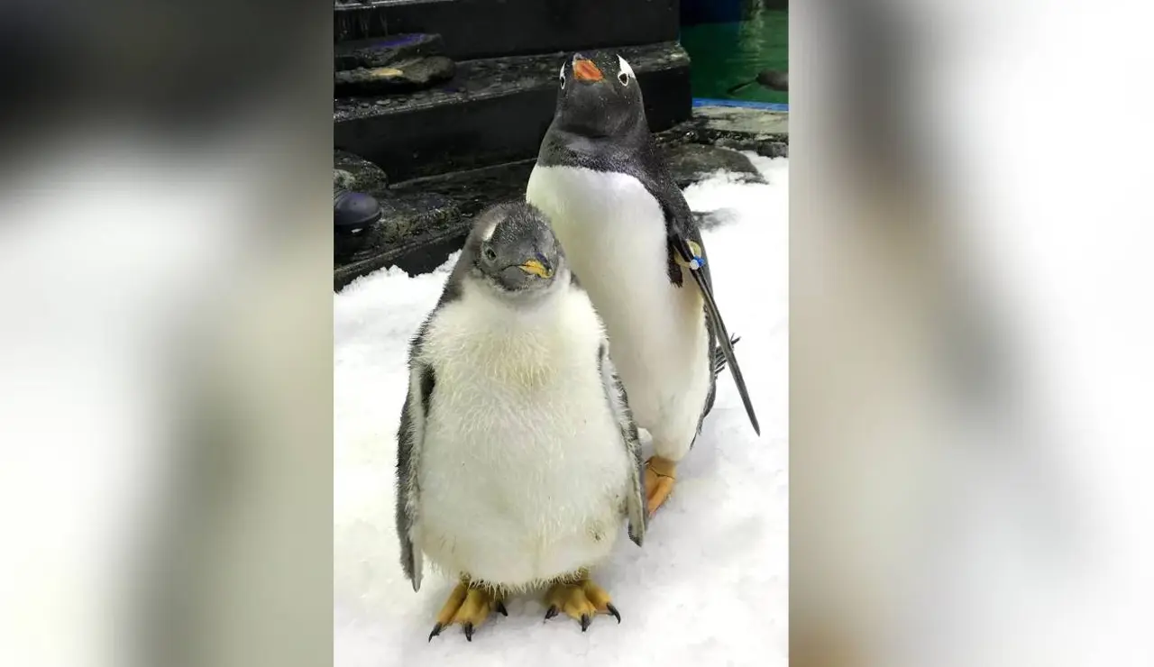 El pingüino Sphen (atrás) en Sydney (Australia)