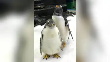 El pingüino Sphen (atrás) en Sydney (Australia)